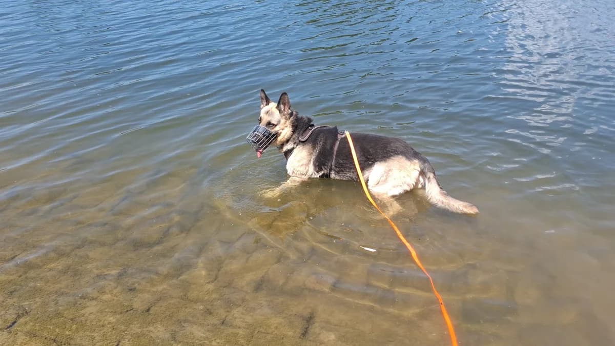 Tucky, male 5yo German Shepherd for adoption at Tierheim Mannheim, Mannheim