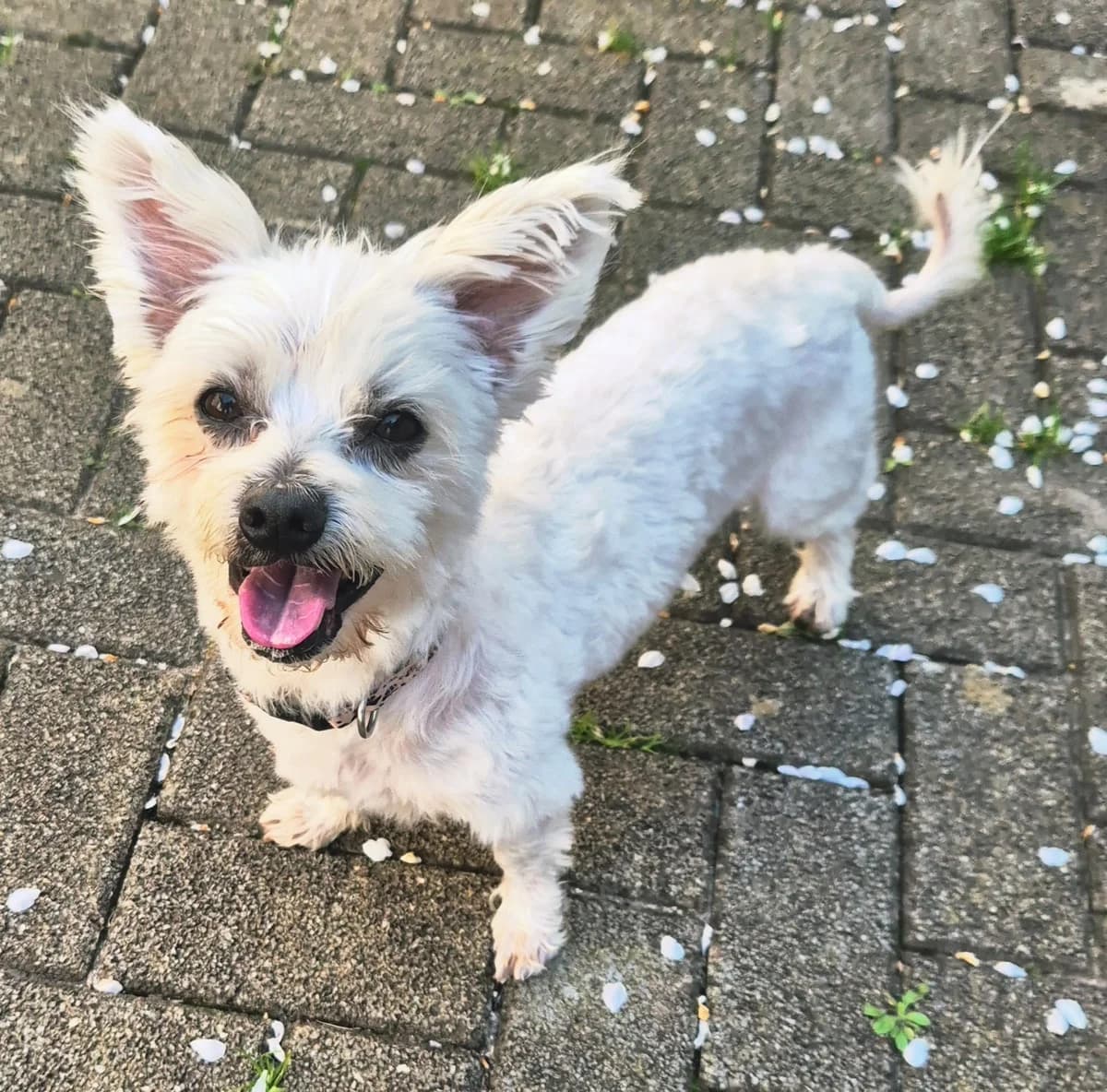 Riky, male 6yo Maltese for adoption at Tierheim Mannheim, Mannheim