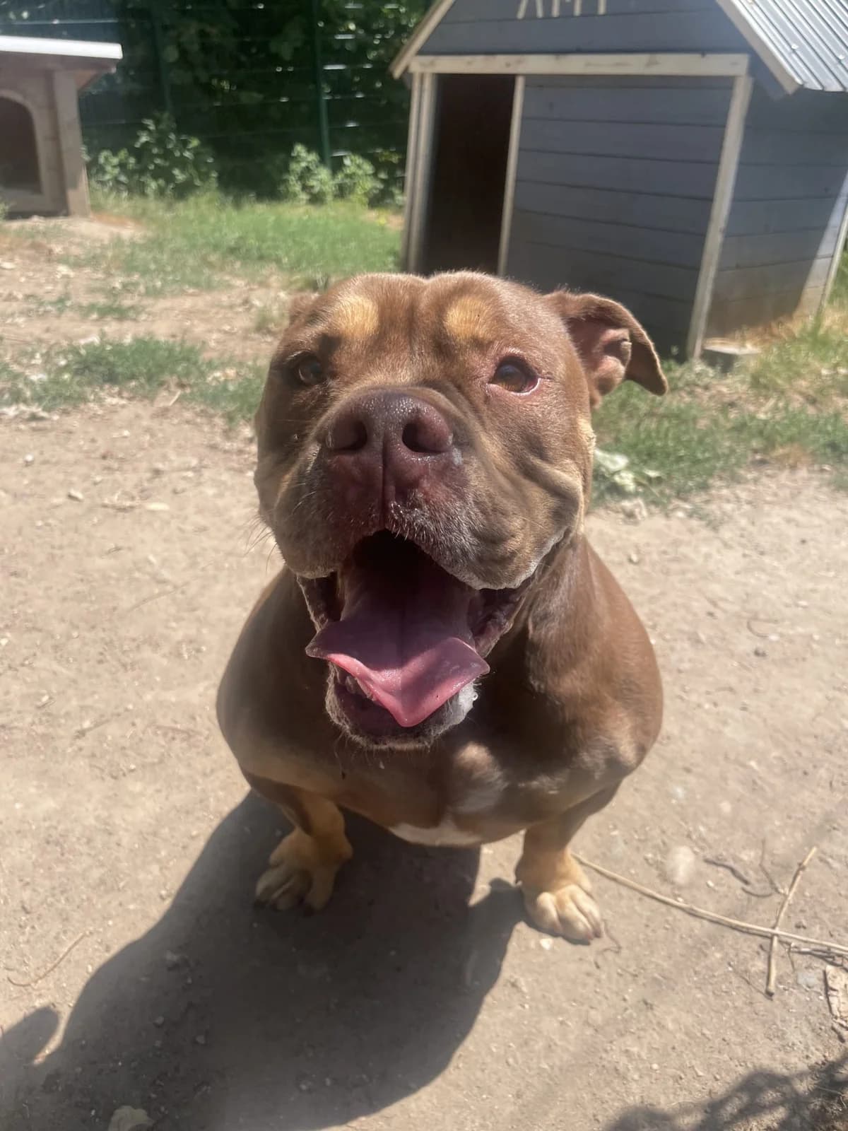 Buddha, male 5yo Mixed Breed for adoption at Tierheim Mannheim, Mannheim