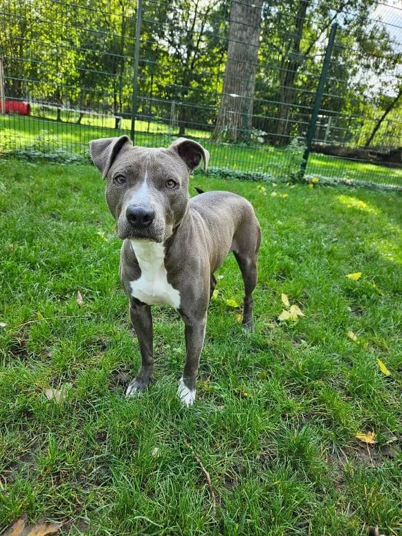 Bella, female 4yo Mixed Breed for adoption at Tierheim Mannheim, Mannheim