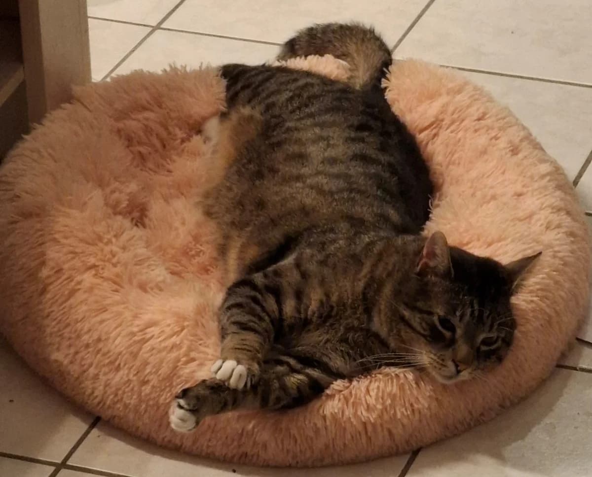 Pirata, male 4yo European Shorthair for adoption at Tierheim Mannheim, Mannheim