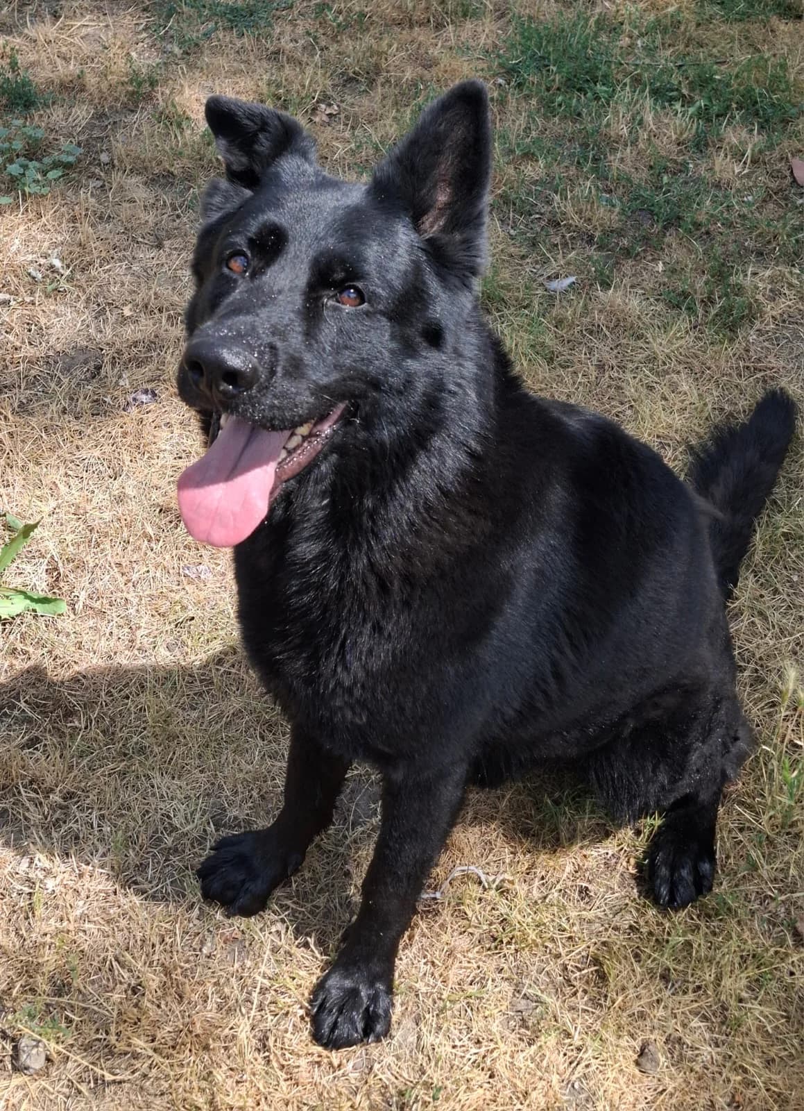 Nero, male 6yo German Shepherd for adoption at Tierheim Mannheim, Mannheim
