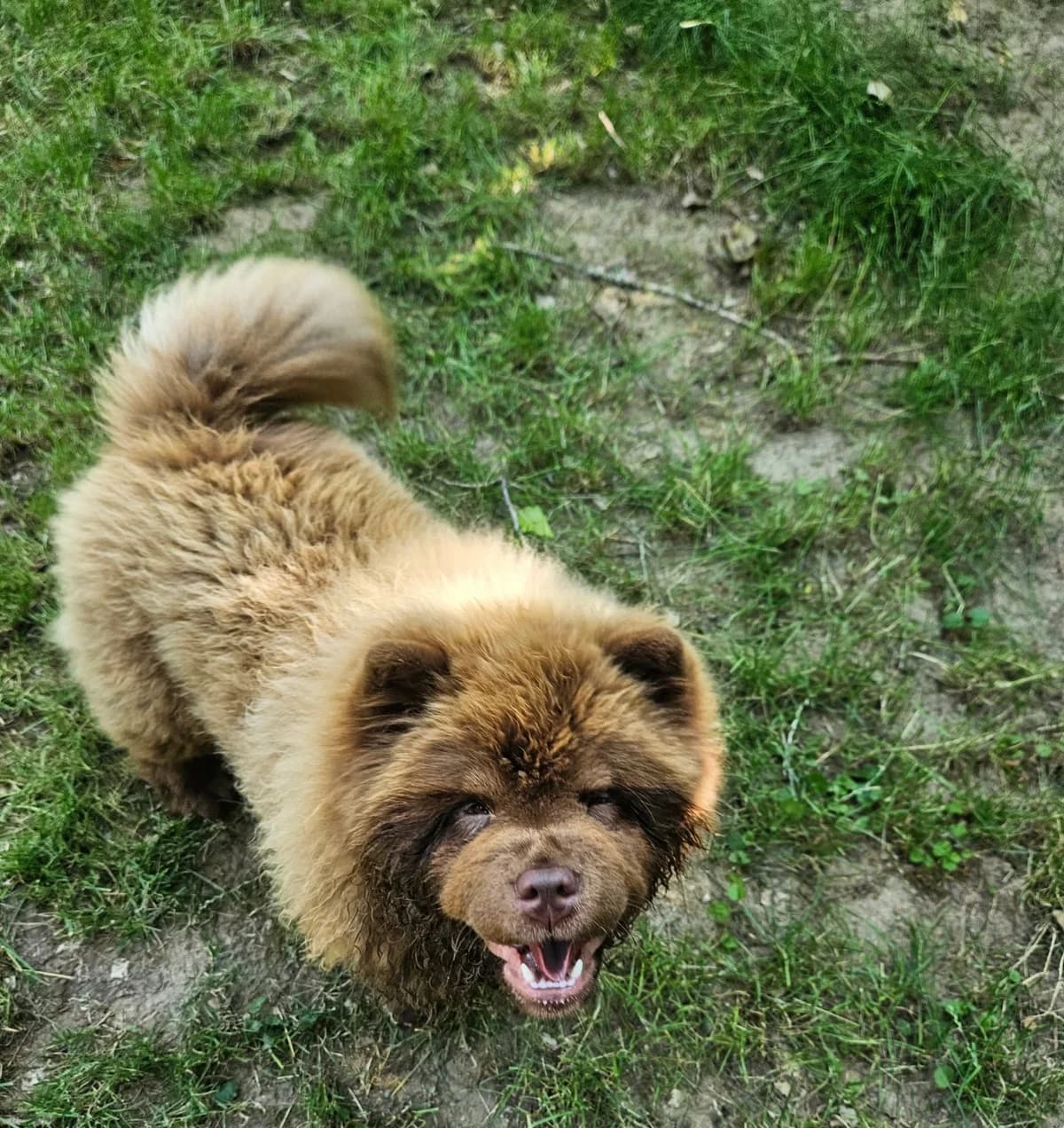 Milky, female puppy mixed breed for adoption at Tierheim Mannheim, Mannheim
