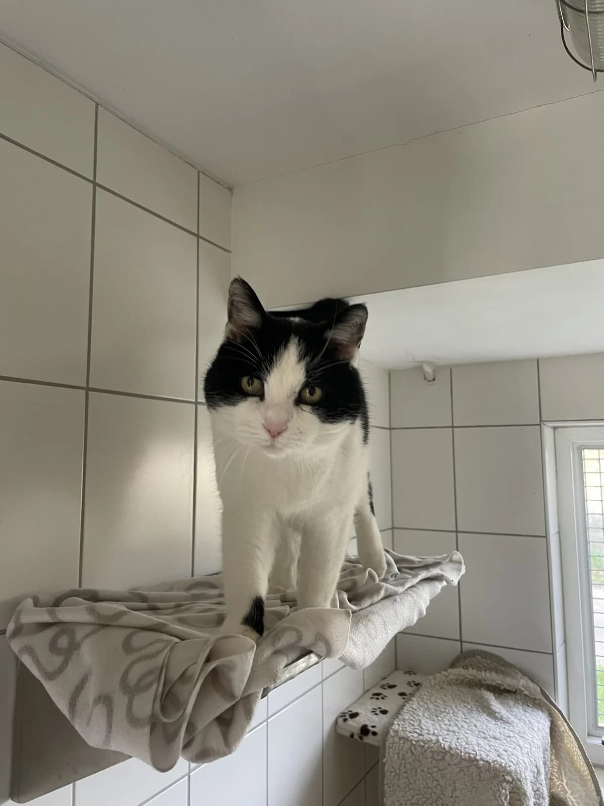 Hugo, male senior European Shorthair for adoption at Tierheim Mannheim, Mannheim