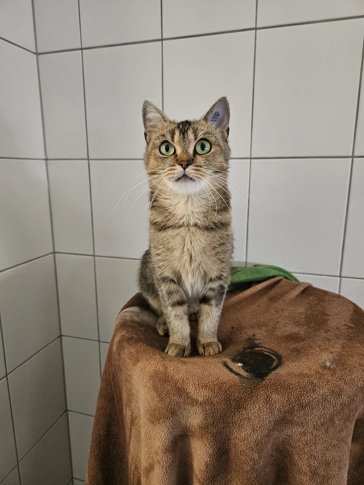 Kiri, female young British Shorthair for adoption at Tierheim Mannheim, Mannheim