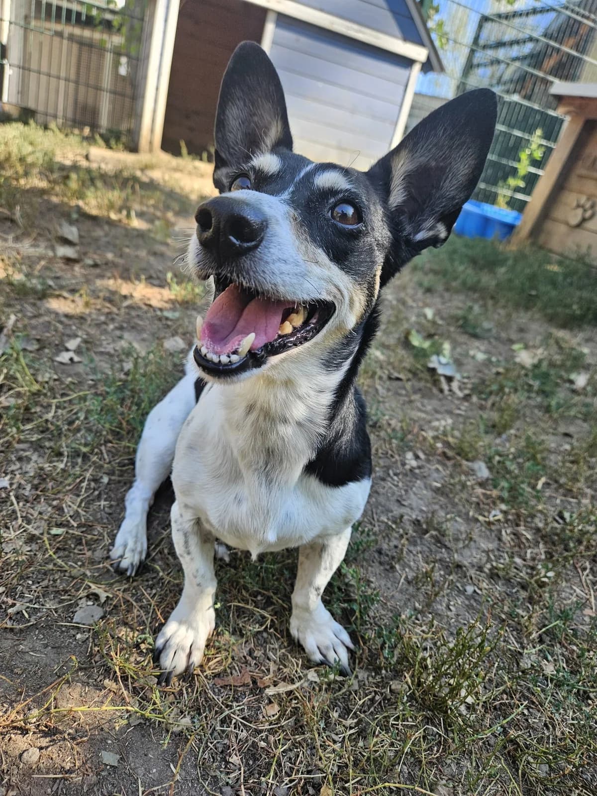 Kacy, female senior mixed breed for adoption at Tierheim Mannheim, Mannheim