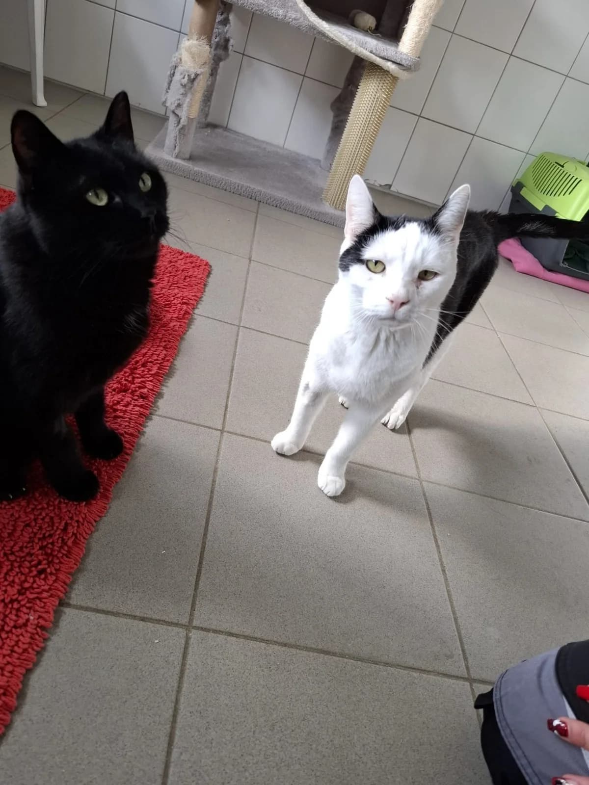 Remy & Linguini, male senior European Shorthair for adoption at Tierheim Mannheim, Mannheim