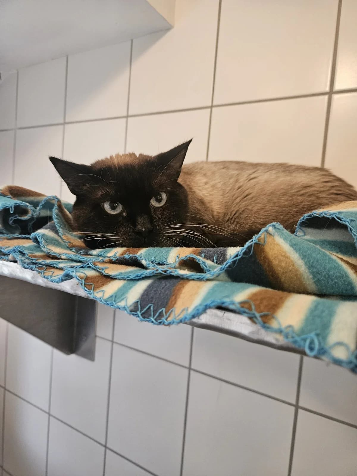 Charlie, male mixed breed for adoption at Tierheim Mannheim, Mannheim