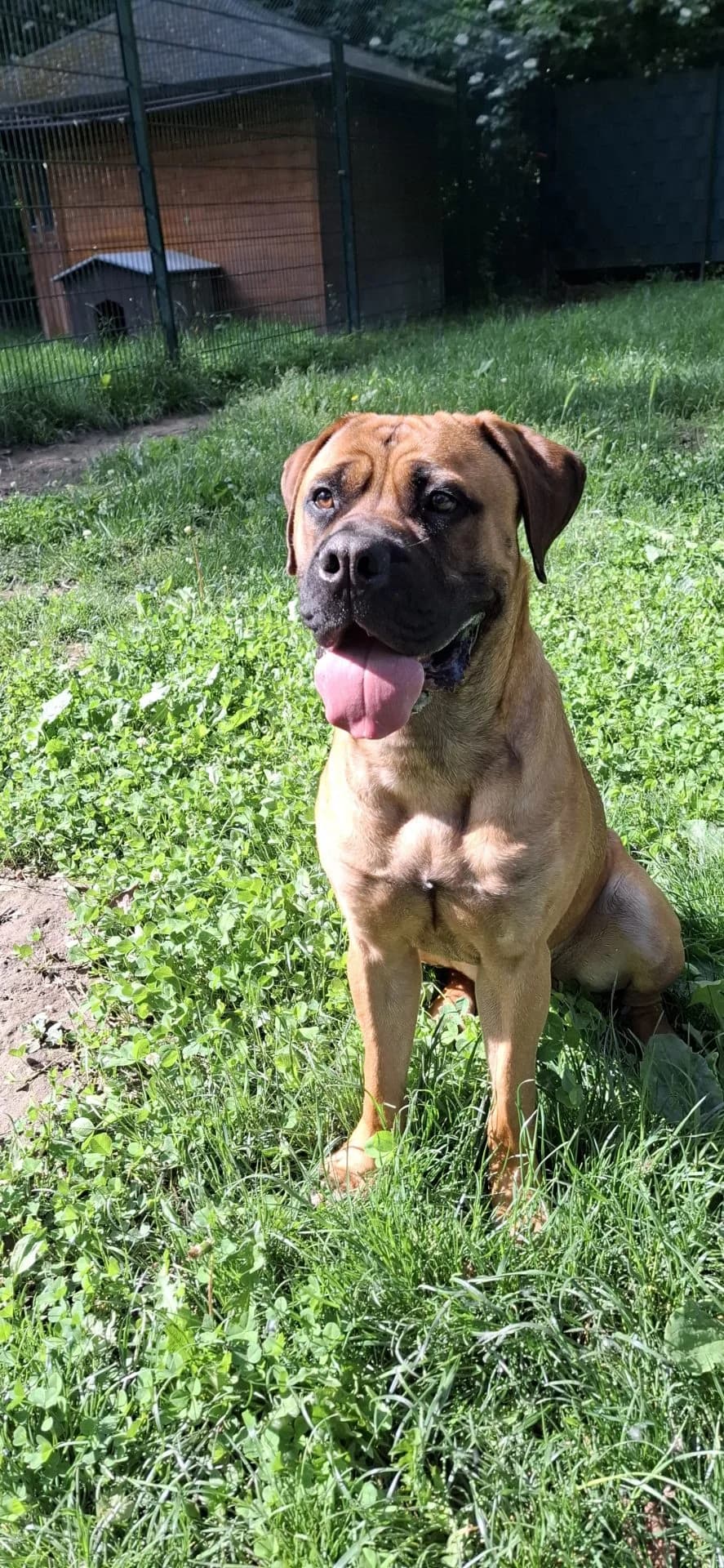 Björn, male young Mastiff for adoption at Tierheim Mannheim, Mannheim