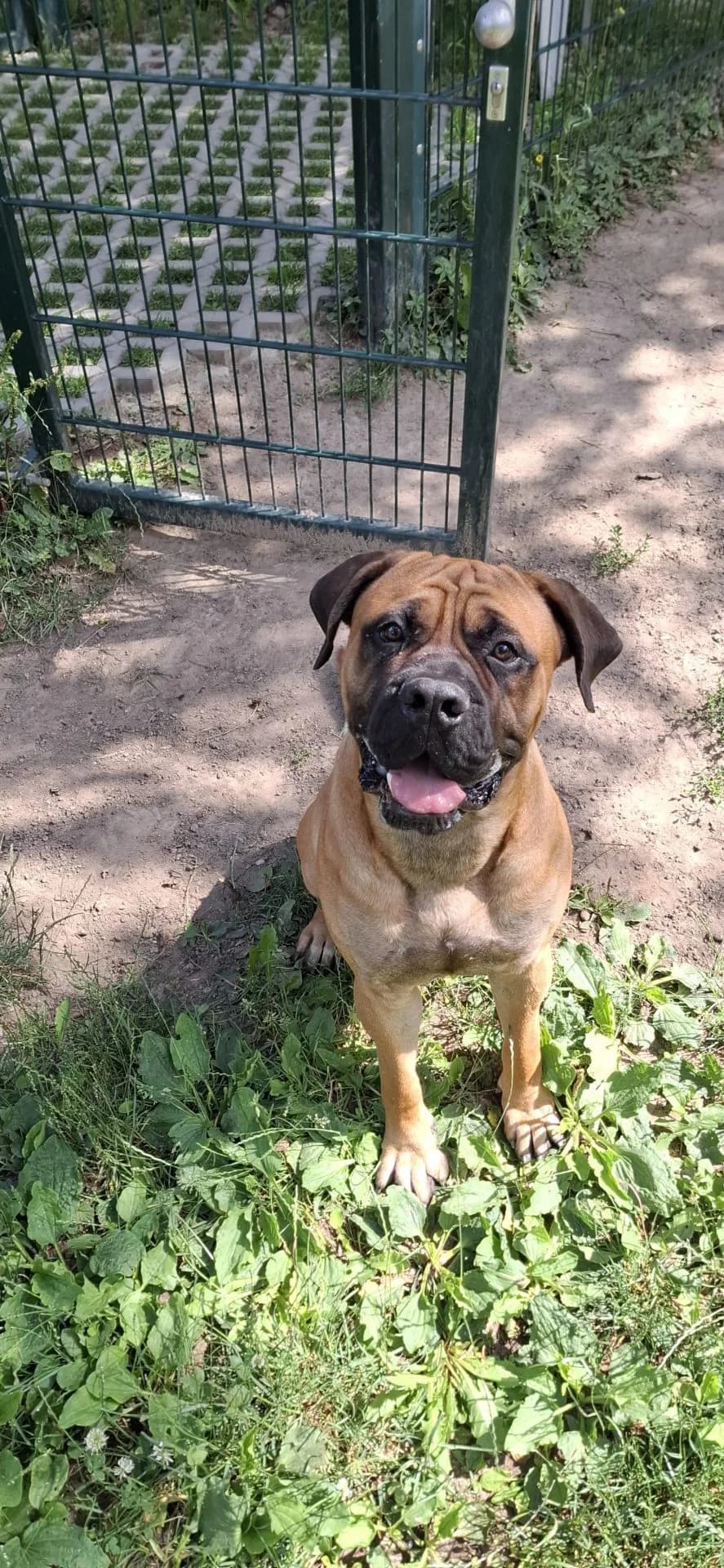 Benni, male young Bullmastiff for adoption at Tierheim Mannheim, Mannheim