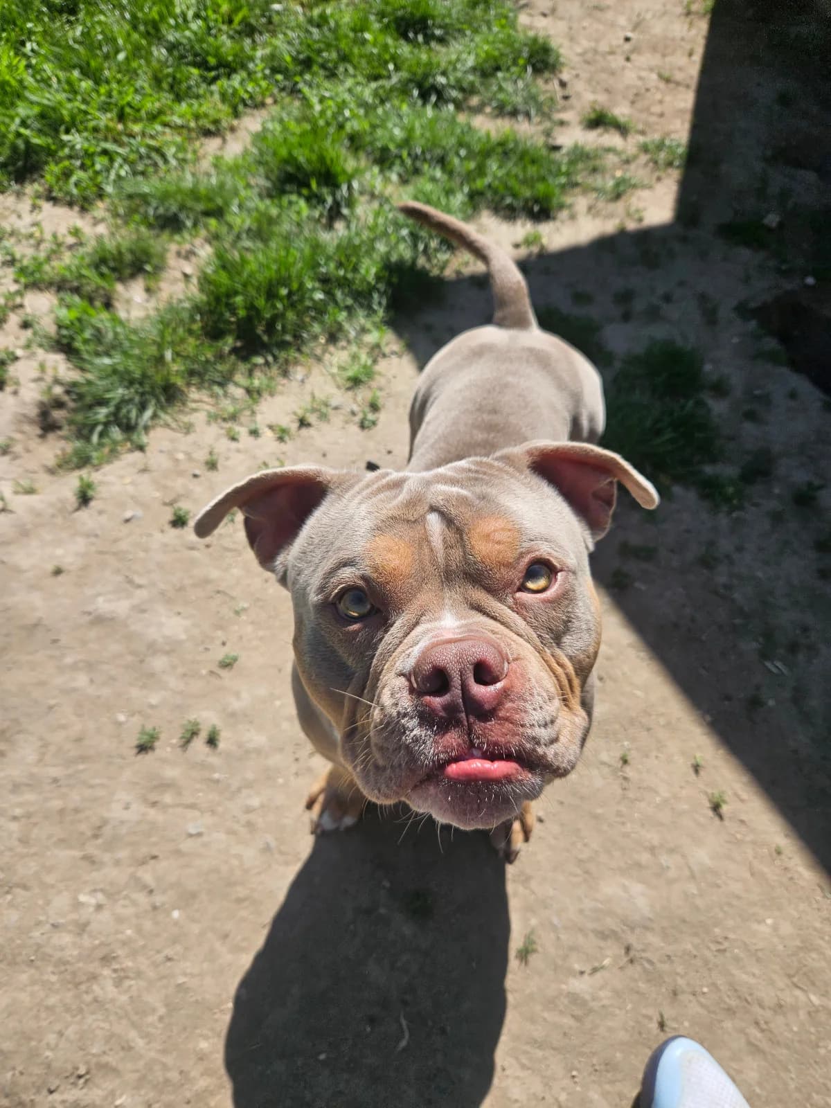 Pacco, male young English Bulldog for adoption at Tierheim Mannheim, Mannheim