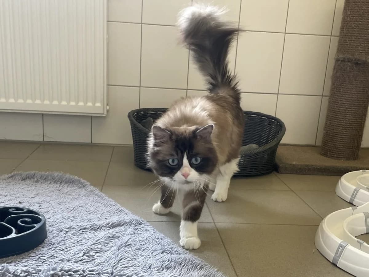 Coal, male 3yo Ragdoll for adoption at Tierheim Mannheim, Mannheim