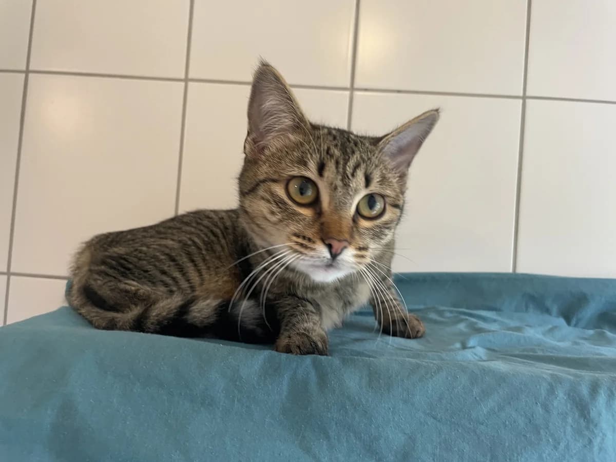 Zoey, female young European Shorthair for adoption at Tierheim Mannheim, Mannheim