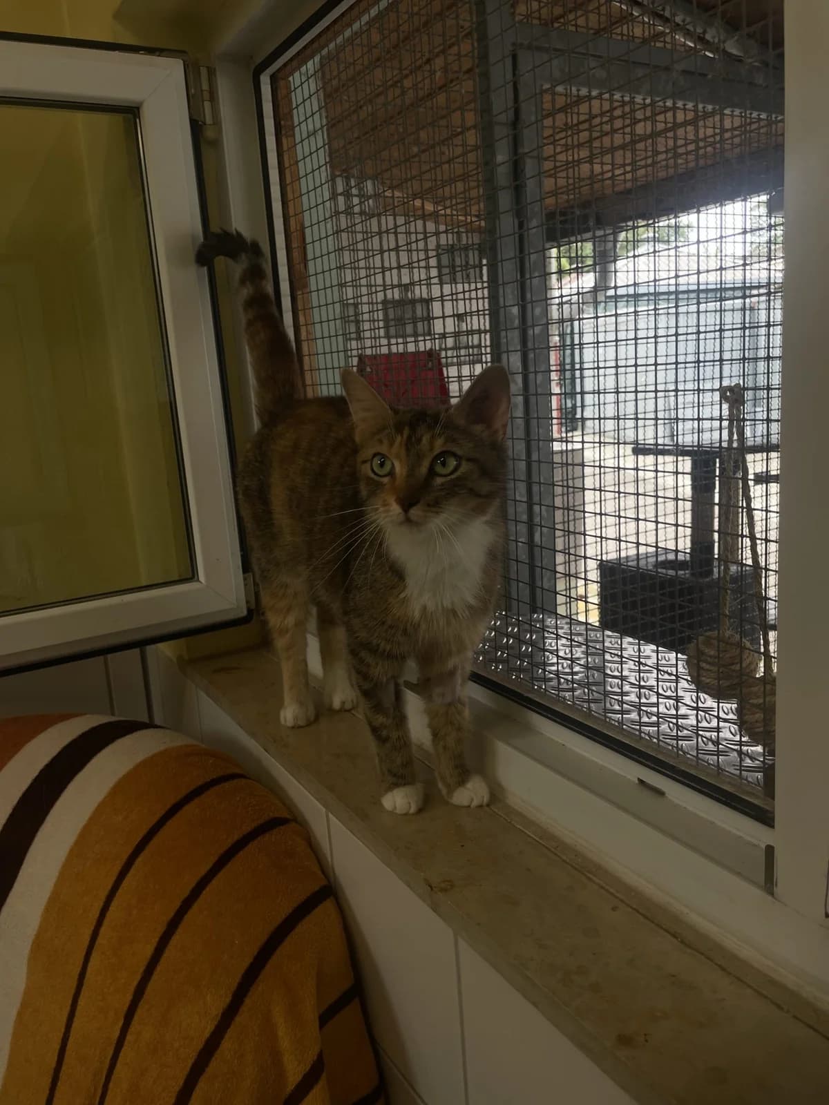 Aurelia, female 3yo European Shorthair for adoption at Tierheim Mannheim, Mannheim