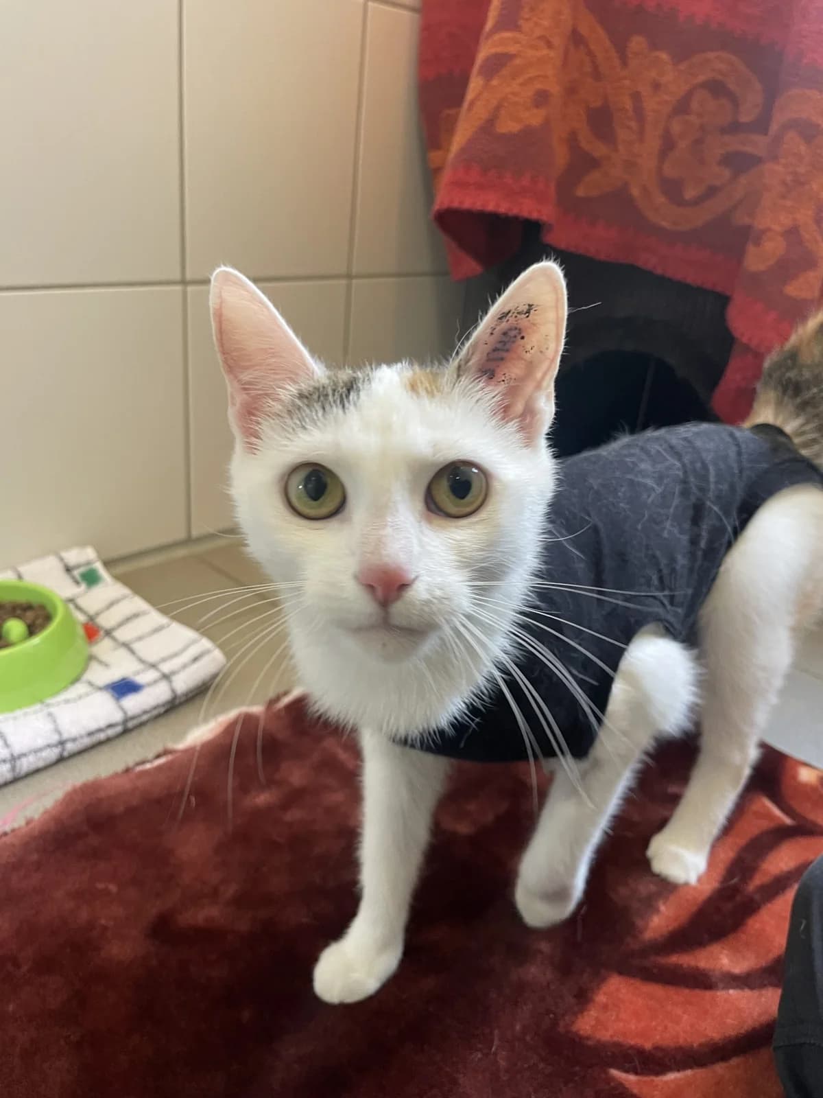 Kalani, female European Shorthair for adoption at Tierheim Mannheim, Mannheim