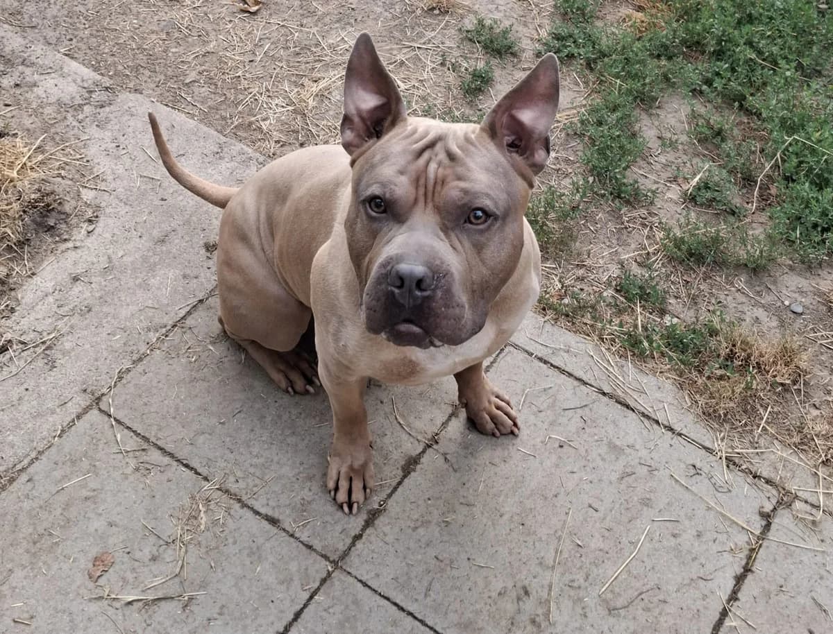 Yoda, male 4yo English Bulldog for adoption at Tierheim Mannheim, Mannheim