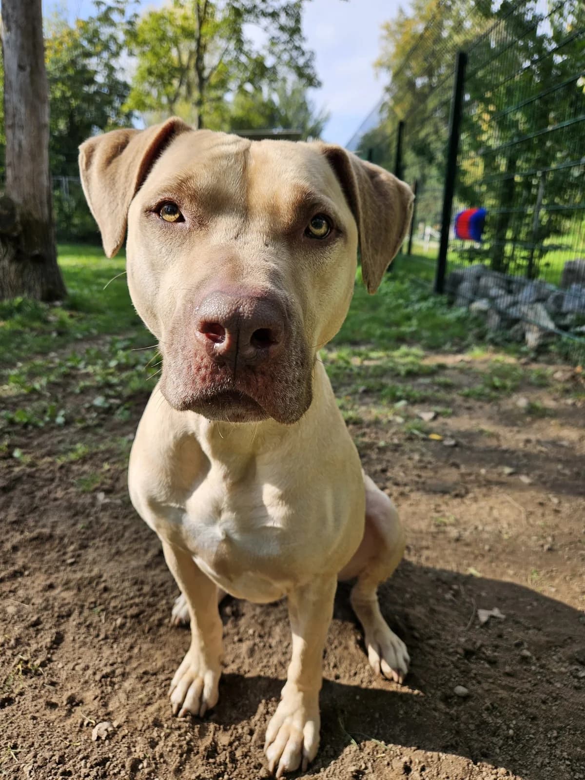 Chicko, male 7yo Mixed Breed for adoption at Tierheim Mannheim, Mannheim
