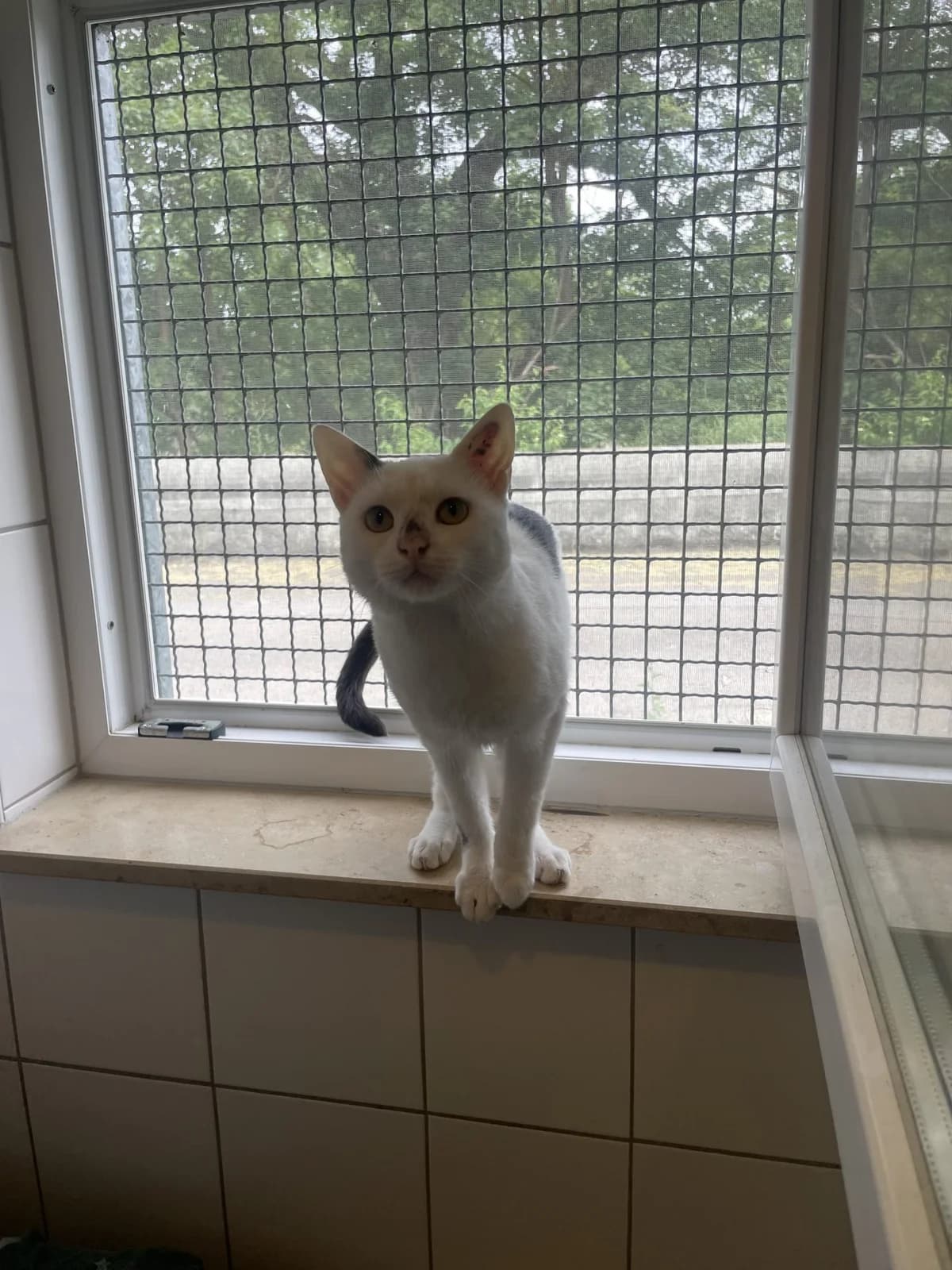 Flipper, male European Shorthair for adoption at Tierheim Mannheim, Mannheim