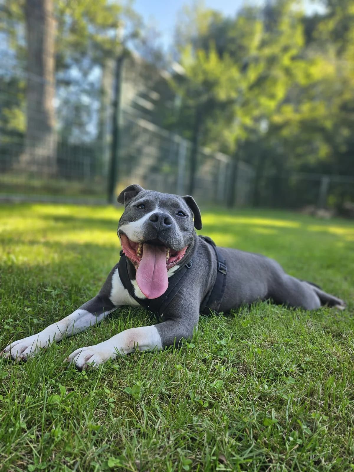 J-Lo, male senior Mixed Breed for adoption at Tierheim Mannheim, Mannheim