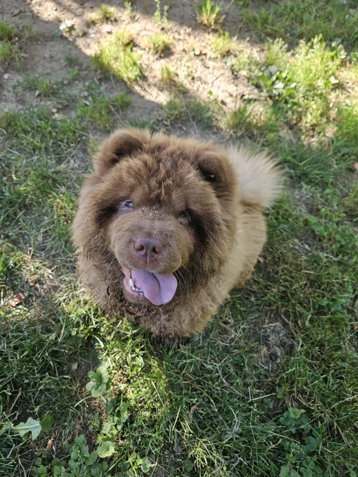 Mikado, female puppy mixed breed for adoption at Tierheim Mannheim, Mannheim
