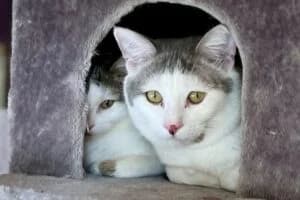 Athos Porthos, male young Mixed Breed for adoption at Tierheim Marburg, Marburg