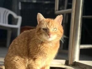 Bebop, Mixed Breed (Tierheim Marburg)