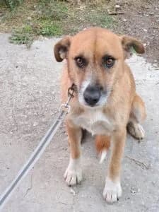 Animal Last Chance Foundation Zara, female young Mixed Breed for adoption at Tierheim Marburg, Marburg