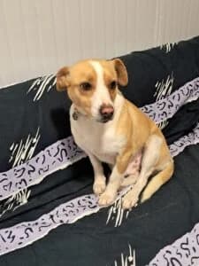 Animal Last Chance Foundation Shelly, male young Mixed Breed for adoption at Tierheim Marburg, Marburg