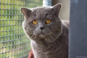 Tronky, male puppy Mixed Breed for adoption at Tierheim Marburg, Marburg