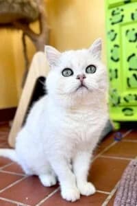 Bounty, male 5yo Mixed Breed for adoption at Tierheim Marburg, Marburg