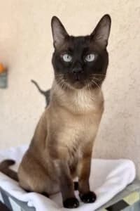 Sully, male 4yo Mixed Breed for adoption at Tierheim Marburg, Marburg