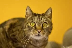 Tibbs, male puppy Mixed Breed for adoption at Tierheim Marburg, Marburg