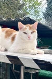 Leticio, male puppy Mixed Breed for adoption at Tierheim Marburg, Marburg