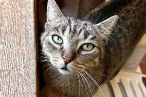 Phineas, male puppy Mixed Breed for adoption at Tierheim Marburg, Marburg