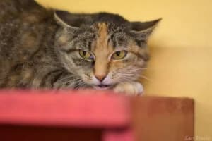 Trixi, female young Mixed Breed for adoption at Tierheim Marburg, Marburg