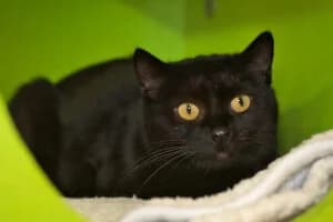 Shadow, female puppy Mixed Breed for adoption at Tierheim Marburg, Marburg