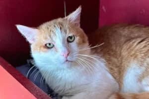 Boniface, male senior Mixed Breed for adoption at Tierheim Marburg, Marburg