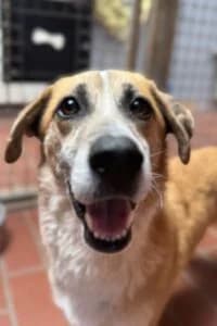 Anton, male 4yo Mixed Breed for adoption at Tierheim Marburg, Marburg