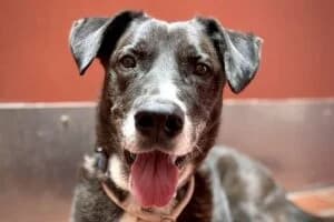 Guenni, male senior Mixed Breed for adoption at Tierheim Marburg, Marburg