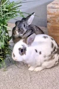 Twister Taifun, male young Mixed Breed for adoption at Tierheim Marburg, Marburg