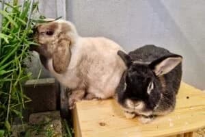 Pancake Sosuke, female young Mixed Breed for adoption at Tierheim Marburg, Marburg