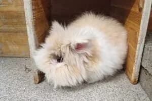 Tornado, male puppy Mixed Breed for adoption at Tierheim Marburg, Marburg