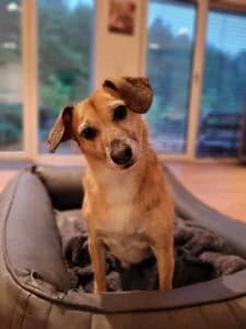 Von Privat Paul, male 4yo Mixed Breed for adoption at Tierheim Marburg, Marburg
