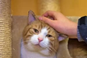 Simba, male senior Mixed Breed for adoption at Tierheim Marburg, Marburg