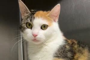 Kyra, Mixed Breed (Tierheim Marburg)