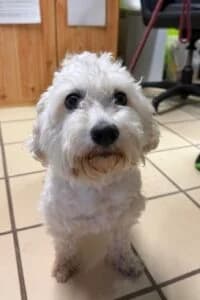 Toto, Mixed Breed (Tierheim Marburg)