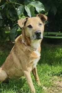Champ, male senior Mixed Breed for adoption at Tierheim Marburg, Marburg