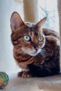 Nala, female 5yo Mixed Breed for adoption at Tierheim Marburg, Marburg
