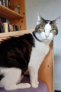 Trudi, female senior Mixed Breed for adoption at Tierheim Marburg, Marburg