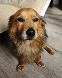 Von Privat Akido, male senior Mixed Breed for adoption at Tierheim Marburg, Marburg